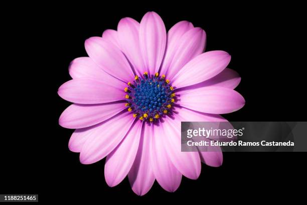 beautiful ultra macro pink daisy flower with black background - pink daisy stock pictures, royalty-free photos & images