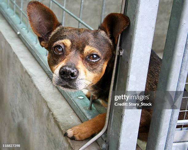 i, sad chihuahua - windbreak stock pictures, royalty-free photos & images