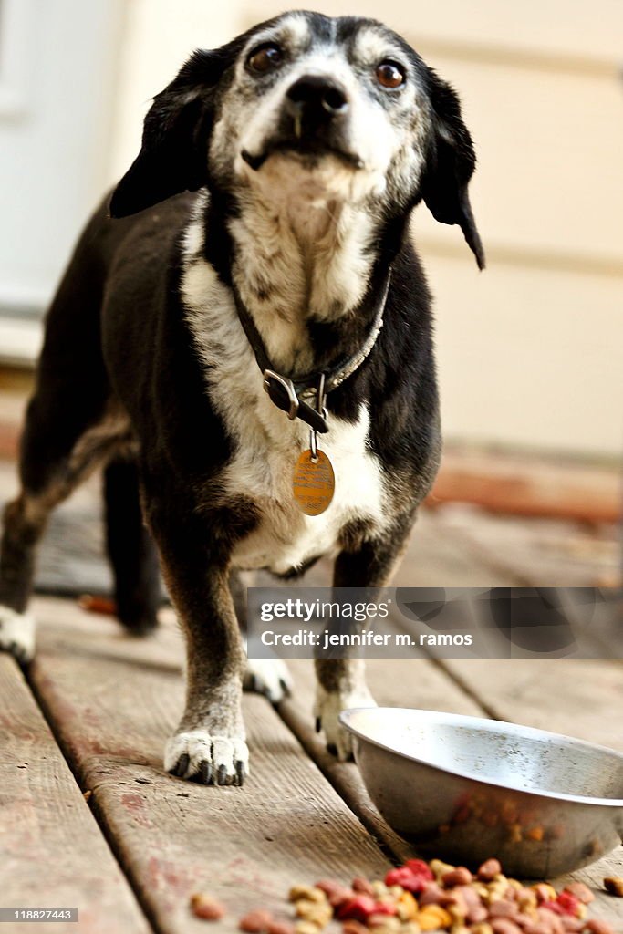 Black and white dog with food