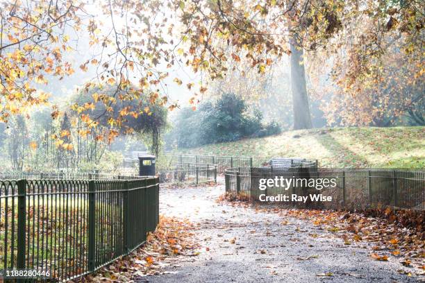 misty sunrise through the trees at battersea park in london - battersea park stock-fotos und bilder