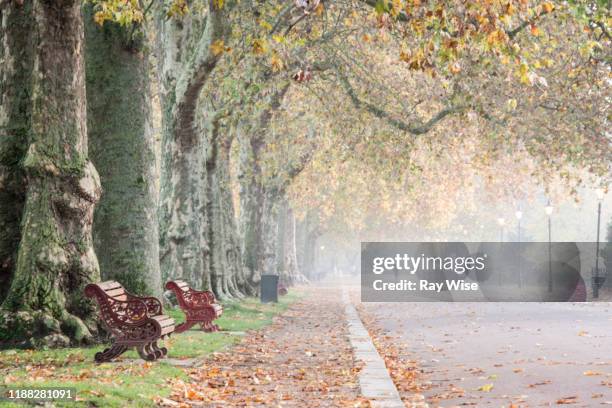 misty sunrise through a line of trees in battersea park - battersea park stock pictures, royalty-free photos & images