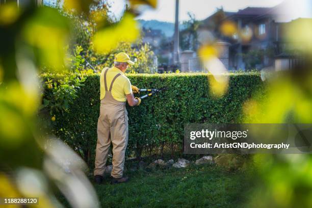 gardener trimming hedge in garden - professional landscapers stock pictures, royalty-free photos & images