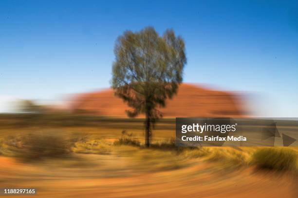 Desert oak, also known as kurkara, stands in front of Uluru in the Northern Territory two days after the tourist walking track up to its summit was...
