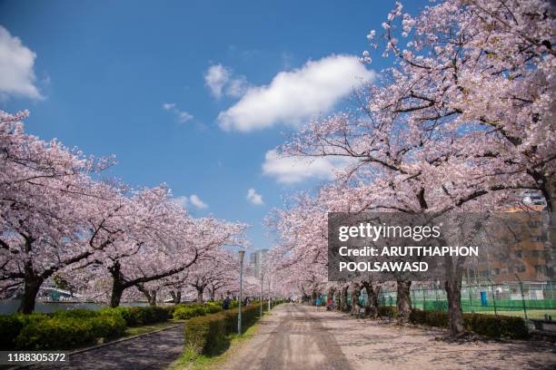 osaka city okawa river cherry blossom full bloom , kansai japan - lantern water stock-fotos und bilder