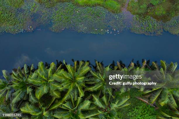 coconut tree and small pond at kerala - laguna de kerala - fotografias e filmes do acervo