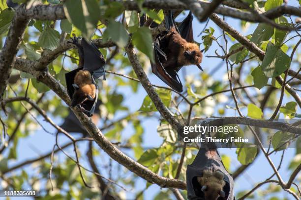 Flying fox fruit bats are hanging from trees in Viharamahadevi Park , a public park built by the British colonial administration that is the oldest...