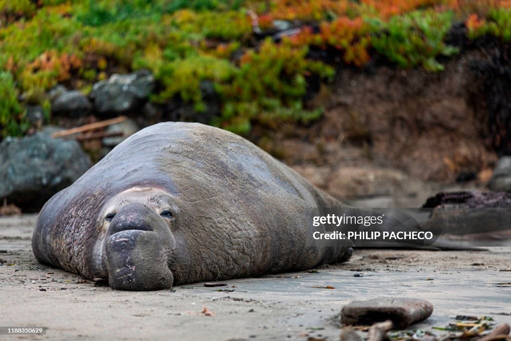 TOPSHOT-US-ENVIRONMENT-ANIMAL-SEAL