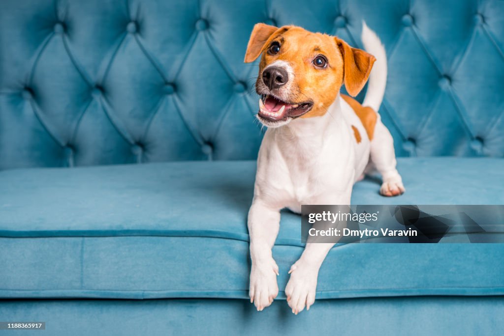 Weiches Sofa. Möbel Hintergrund. Hund liegt auf türkisfarbenem Velourssofa. Gemütliches und komfortables Interieur.