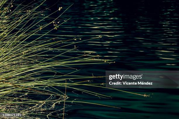 Pond Reed Photos and Premium High Res Pictures - Getty Images
