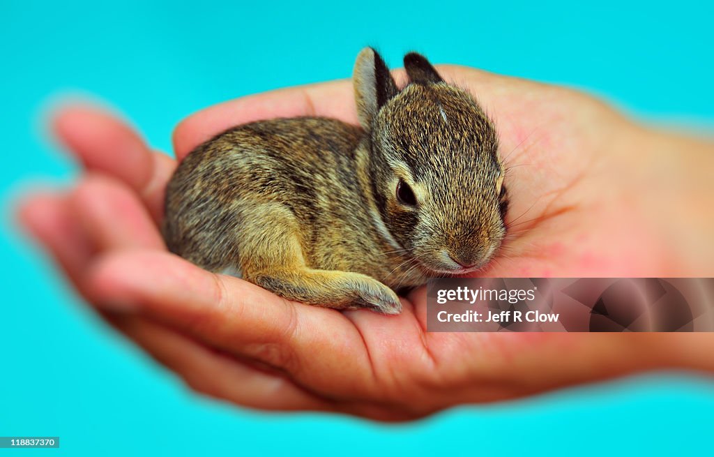 Marsh Rabbit Baby Wild Baby Marsh Rabbit High-Res Stock Photo - Getty Images