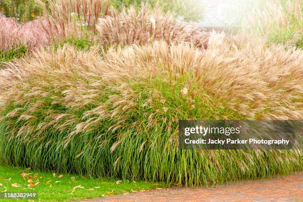 close-up image beautiful miscanthus, elephant grass or silvergrass planted alongside a garden path - ornamental grass stock pictures, royalty-free photos & images