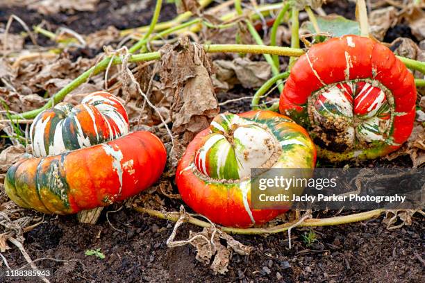 close-up image of vibrant coloured turk's turban pumpkin - squash vegetable - turks turban squash stock pictures, royalty-free photos & images