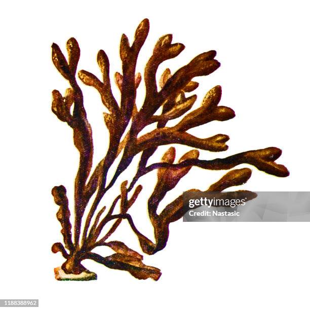 fucus vesiculosus, known by the common names bladder wrack, black tang, rockweed, bladder fucus, sea oak, black tany, cut weed, dyers fucus, red fucus, and rock wrack - fucus stock illustrations