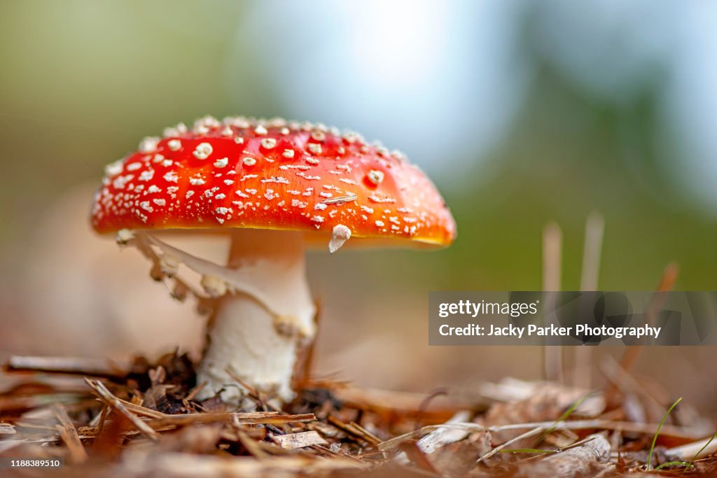 Close-up image of the vibrant red mushrooms of Amanita muscaria, commonly known as the fly agaric, fly amanita, shamans' gift, Walt Disney mushroom or fly fungi