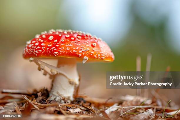 close-up image of the vibrant red mushrooms of amanita muscaria, commonly known as the fly agaric, fly amanita, shamans' gift, walt disney mushroom or fly fungi - agaric stock pictures, royalty-free photos & images