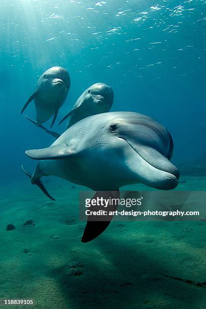 dolphin flight - dolfijn stockfoto's en -beelden