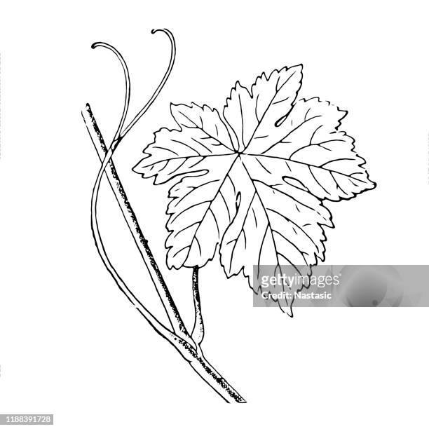 grape leaf on white background - grape leaf stock illustrations