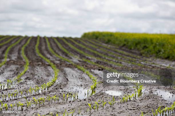 waterlogged corn field - flooded corn field stock pictures, royalty-free photos & images
