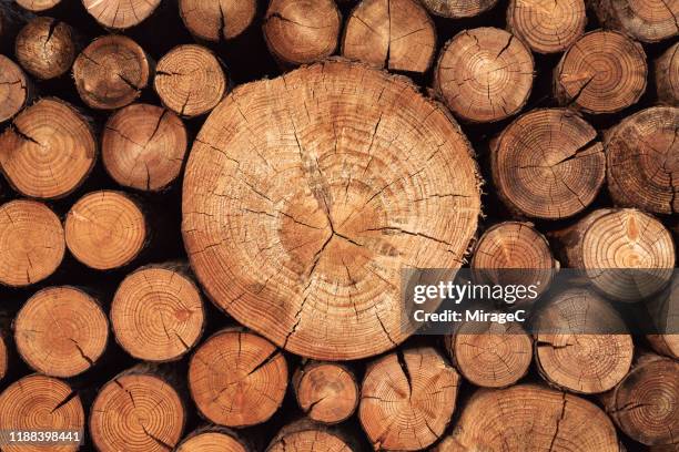 rustic weathered wood logs - groeiring stockfoto's en -beelden