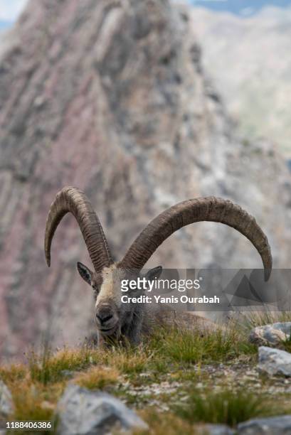 859 French Alps Animals Photos and Premium High Res Pictures - Getty Images
