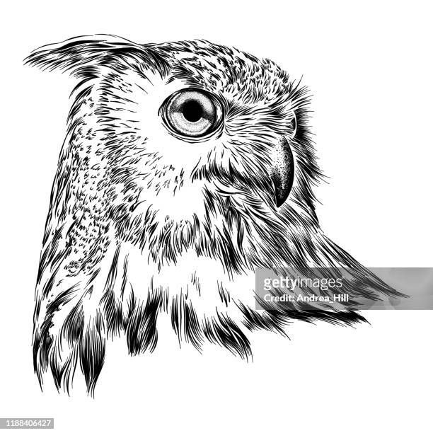 bildbanksillustrationer, clip art samt tecknat material och ikoner med eurasiska eagle owl face ink ritning vektor illustration - looking over shoulder