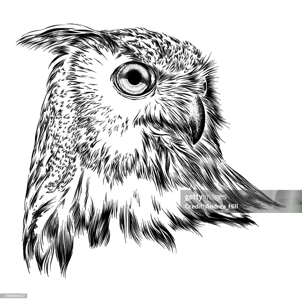 Eurasian Eagle Owl Face Ink Drawing Vector Illustration