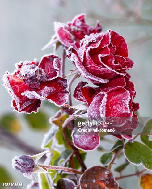 red roses covered with hoarfrost - fiori appassiti foto e immagini stock