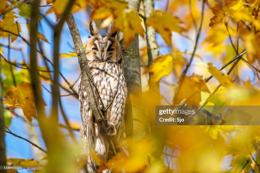 Long-eared owl (Asio otus) sitting high up in a tree with yellow colored leafs during a fall day.