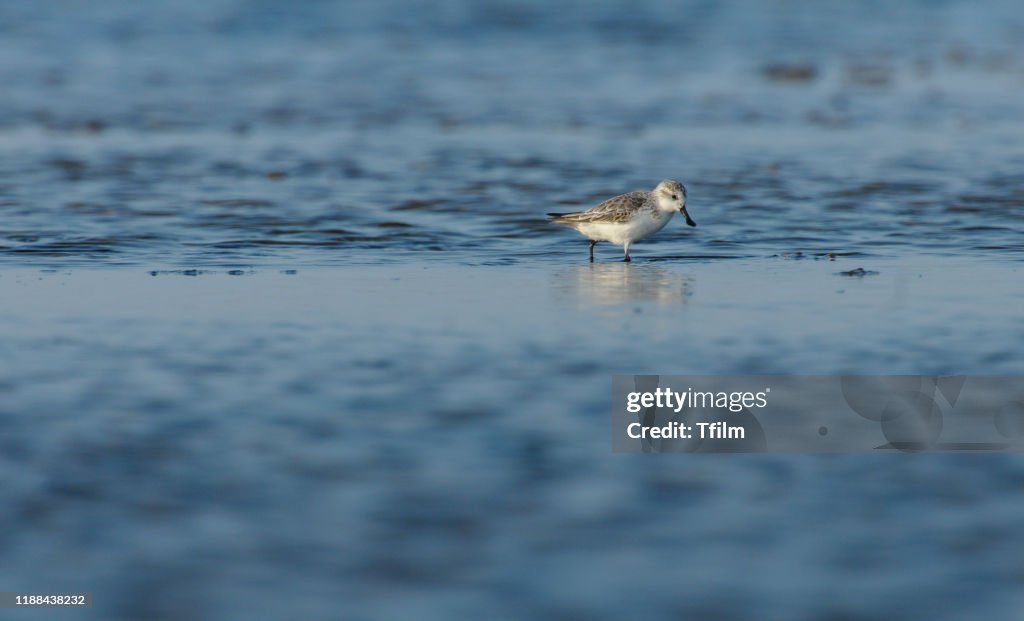 Spoon-billed Sandpiper, Beautiful bird in Thailand.