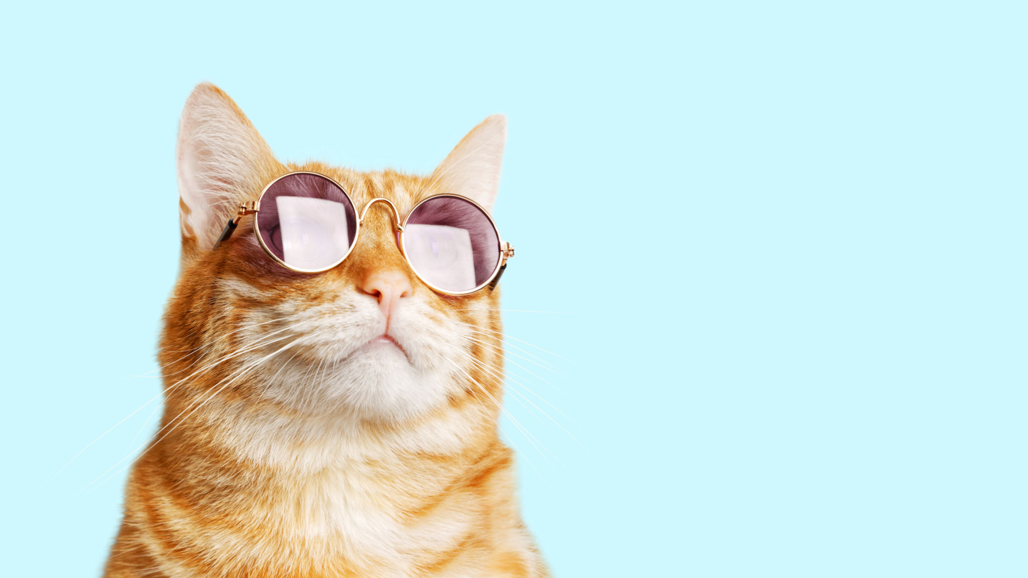 pet fashion