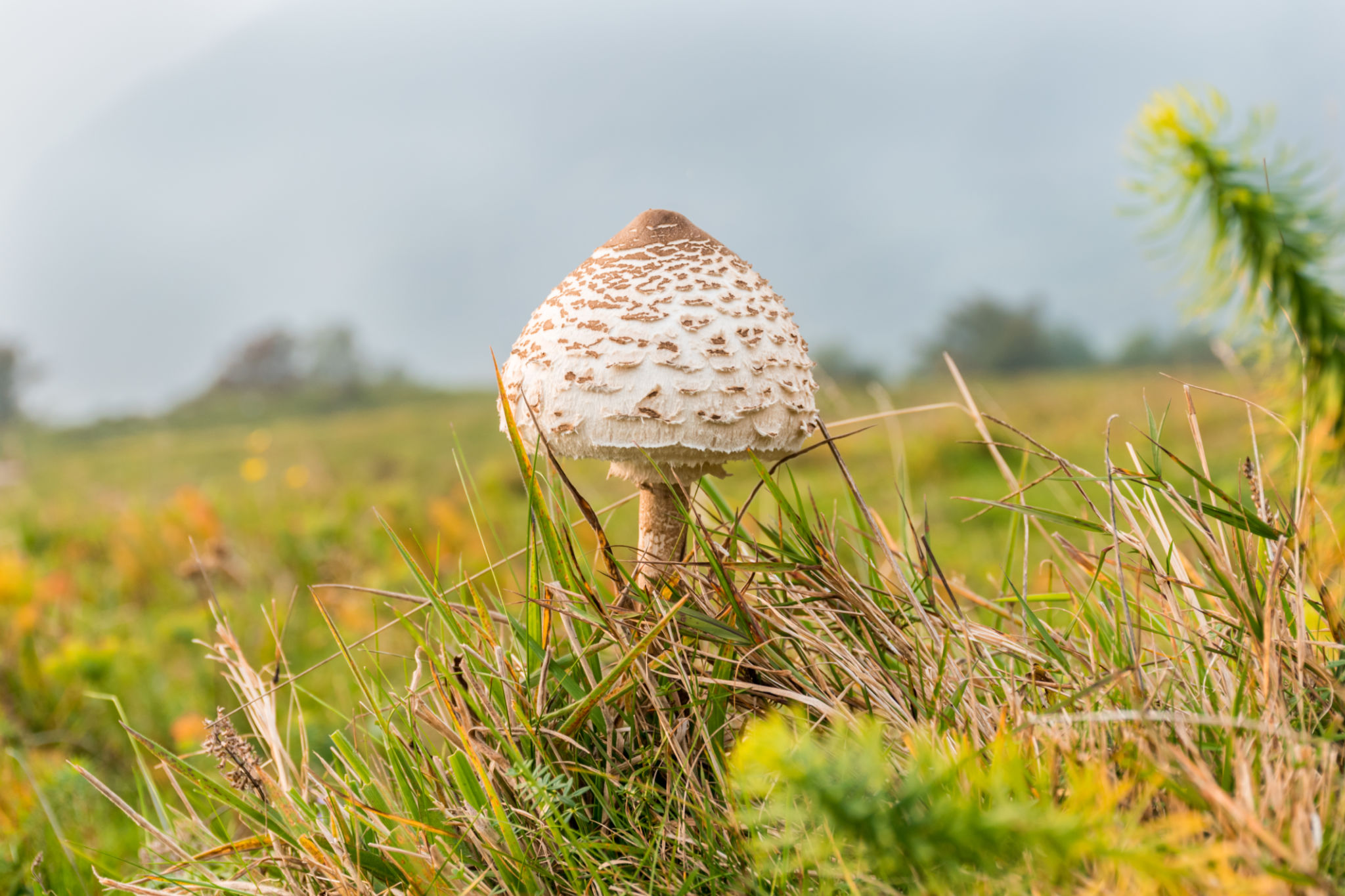 prodotti naturali