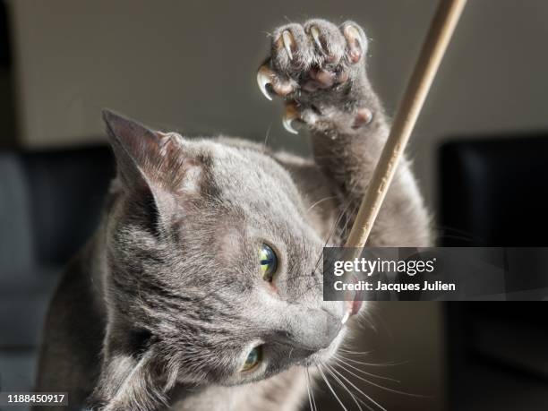 cute grey cat playing with a wooden stick (korat breed) - claw stock pictures, royalty-free photos & images