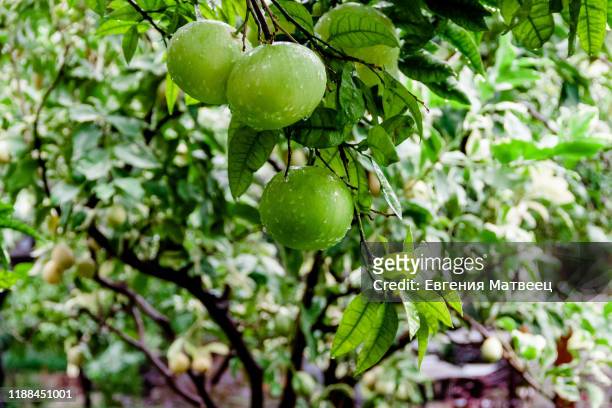 green color lemons or limes on tree with rain drops. gardening harvesting south country concept - goldmelisse stock-fotos und bilder