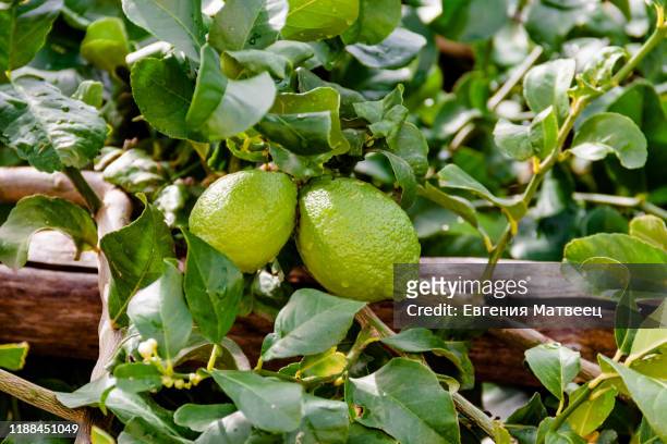 green color lemons or limes on tree with rain drops. gardening harvesting south country concept - bergamot stock pictures, royalty-free photos & images