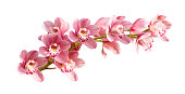 Pink orchid. Tropical flower branch isolated on white background. Clipping path saved