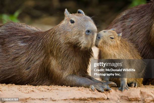 capybara - capybara ストックフォトと画像