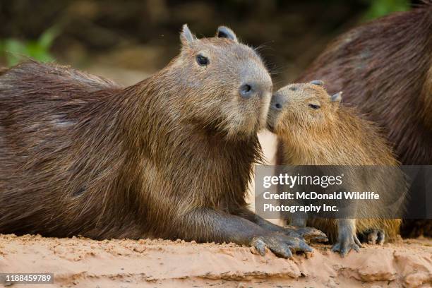 Capybara With Rondo Capybara Rodent Photos and Premium High Res Pictures - Getty Images
