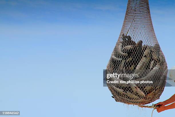 fish in net - fresh fish stockfoto's en -beelden