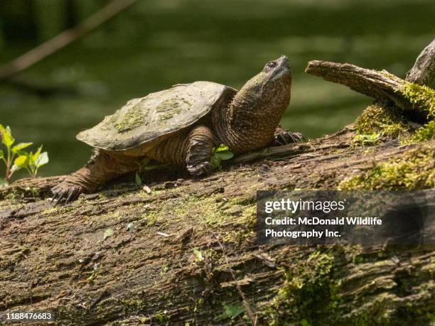 common snapping turtle - カミツキガメ ストックフォトと画像