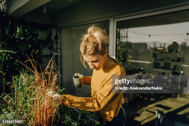 arranging my rooftop garden - roof garden stock pictures, royalty-free photos & images