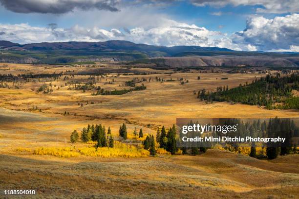 view in yellowstone national park - montana stock-fotos und bilder