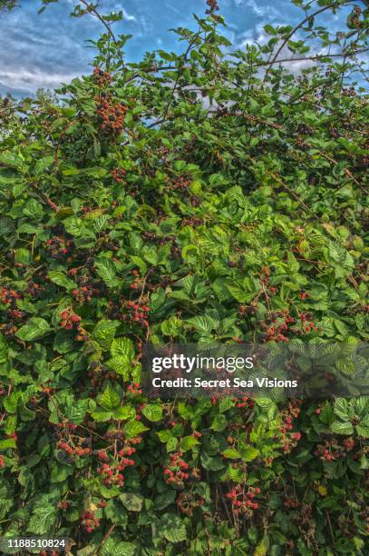 wild himalayan blackberries (rubus armeniacus) - rubus armeniacus stock pictures, royalty-free photos & images