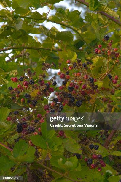 wild himalayan blackberries (rubus armeniacus) - rubus armeniacus stock pictures, royalty-free photos & images