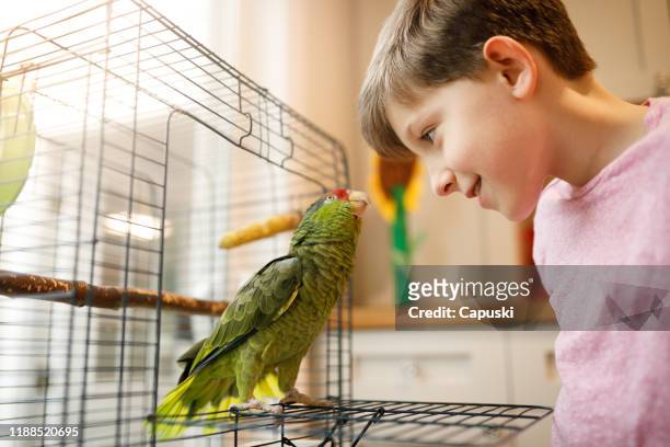 vacker vänskap mellan kid och papegoja - birdcage bildbanksfoton och bilder