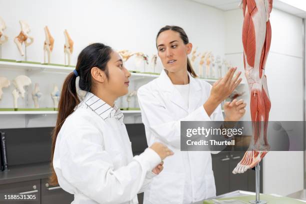 two female medical students studying in university lab - anatomical model stock pictures, royalty-free photos & images