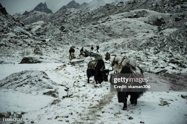 dramatic cloud and caravan of yak on the ways to everest basecamp near solokhumbu region nepal - planalto tibetano - fotografias e filmes do acervo