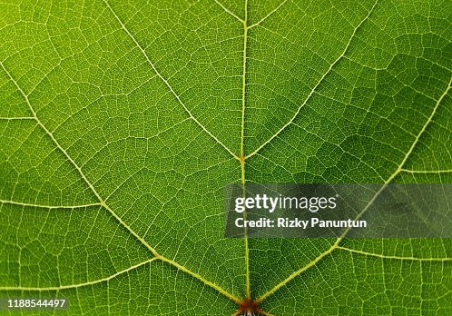 Textures Of Grape Green Leaves Textures Of Grape Green Leaves