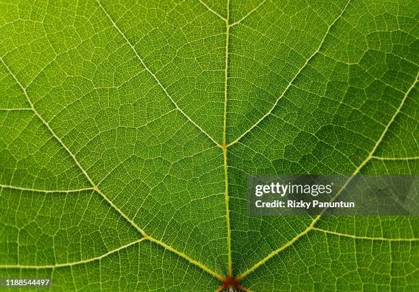 textures of grape green leaves - ground ivy imagens e fotografias de stock