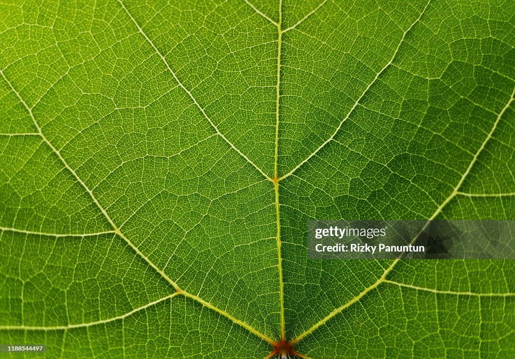 Textures Of Grape Green Leaves