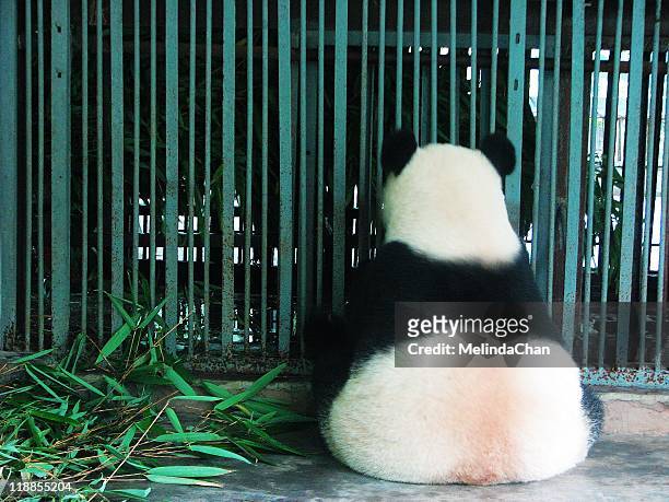 giant panda in jail - pandya stock pictures, royalty-free photos & images